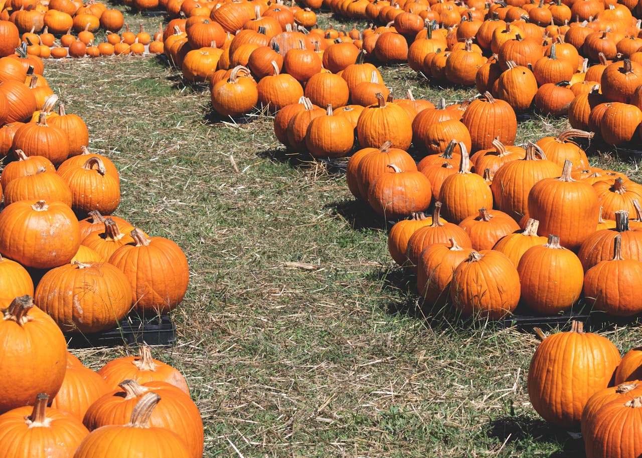 8 Most Iconic Thanksgiving Celebrations for an Unforgettable Holiday!